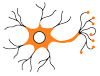 cns